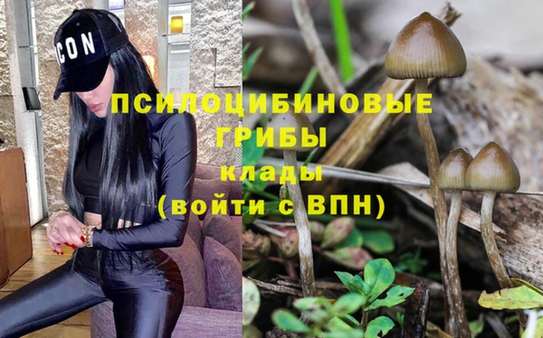 хмурый Осинники