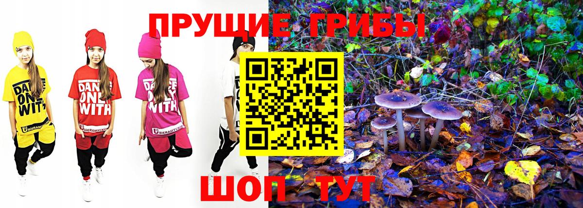 сколько стоит  Вольск  Галлюциногенные грибы Psilocybe 